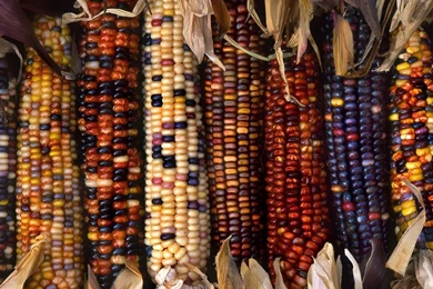 Fall Harvest Wallpapers Desktop Backgrounds