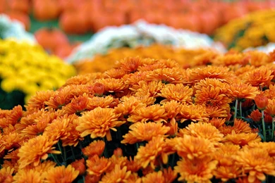 Wallpapers Roundup: Turkey Time And Pumpkin Pie