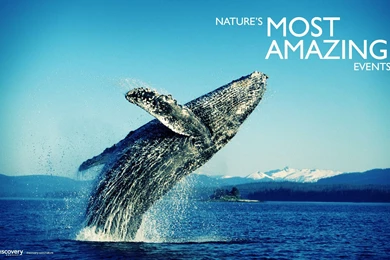 Light, Painting, Background, Graffiti, Wallpaper, Air, Amazing ...