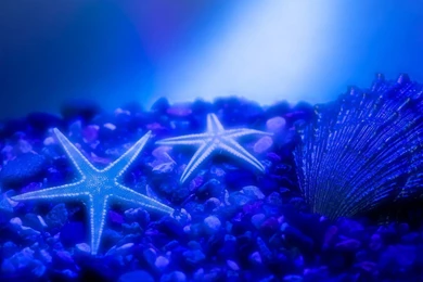 Amazing Star Fish HD Wallpapers For Computers Backgrounds – HD ...