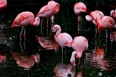 Flamingo Wallpapers Android