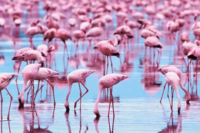 Flamingo Computer Wallpapers, Desktop Backgrounds