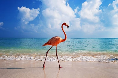 Flamingos Birds HD Wallpaper, Flamingos Birds Images, New Wallpapers
