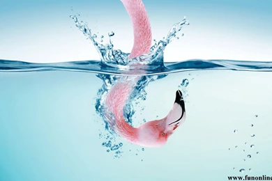 Animal Page 8: Flamingo Wallpapers HD Wallpapers Fan, Flamingo ...