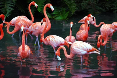 Flamingo Computer Wallpapers, Desktop Backgrounds