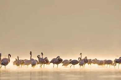 Flamingo Computer Wallpapers, Desktop Backgrounds