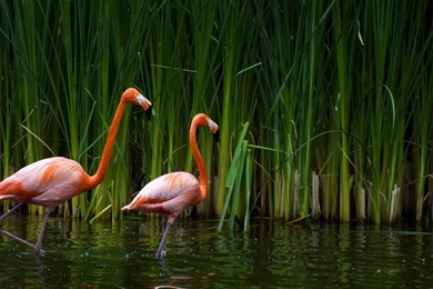 Flamingo Computer Wallpapers, Desktop Backgrounds