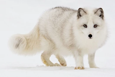 Arctic Fox In Snow Photo, Animals Wallpapers – National Geographic ...