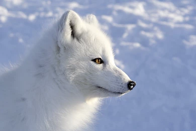 ARCTIC FOX Foxes Wallpapers