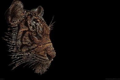 Animals Tigers Typography Typographic Portrait Wallpapers ...