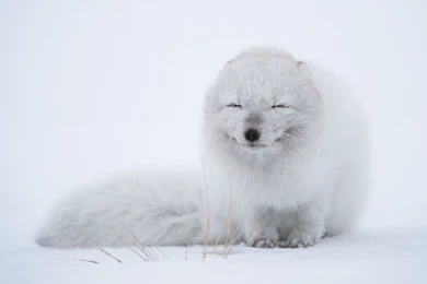Arctic Fox Wallpapers HQ