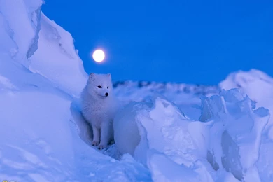 Arctic Fox Top View Wallpapers
