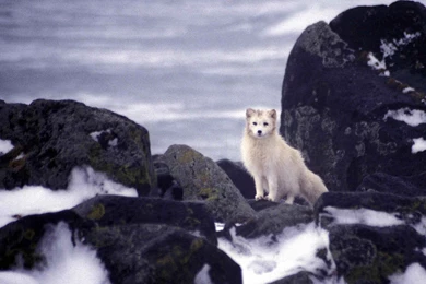 Arctic Fox Wallpapers Best Resolution