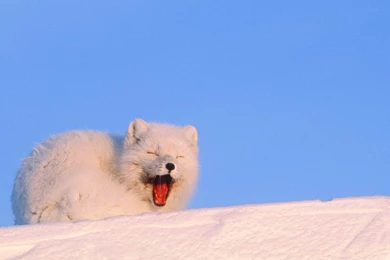 Arctic Fox Images