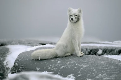 Arctic Fox Photo For Wallpapers