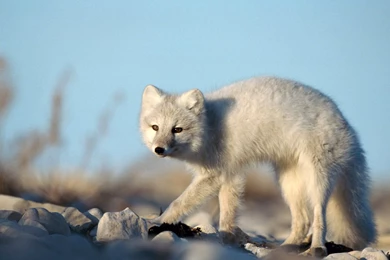 Arctic Fox On Ice   Wallpapers