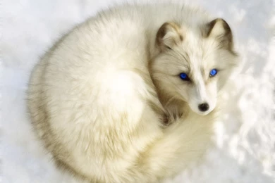 Arctic White Fox Wallpapers