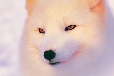 Download Wallpapers 1920x1080 Arctic Fox, Polar Fox, Face, Eyes ...