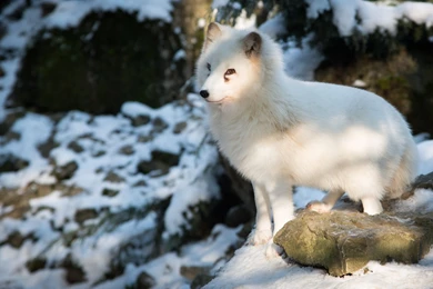 Arctic Fox Computer Wallpapers, Desktop Backgrounds