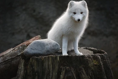 Arctic Fox Arctic Fox Hd Image – Wallpapers