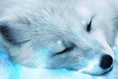 Desktop arctic animal pics wallpaper.jpg