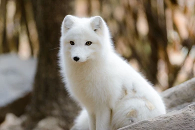 Free Download Arctic Fox Wallpapers