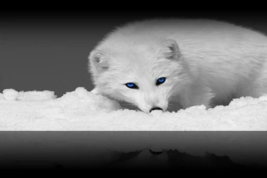 Arctic Fox .   [ Wallpapers ] By SHAAkurAs On DeviantArt