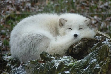 Arctic Fox Wallpapers 8   Animal Lovers Wallpapers