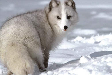 Arctic Fox Wallpapers Photo