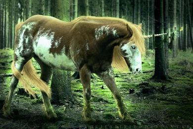 Mother Nature Wallpapers By BaukjeSpirit On DeviantArt