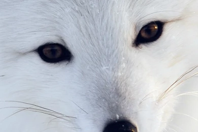 Arctic Fox Wallpapers For Iphone