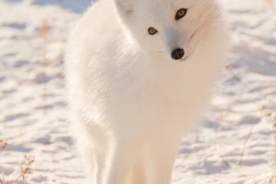 Arctic Fox Hi Res Images