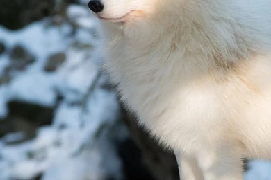 Download Wallpapers 750x1334 Polar Fox, Arctic Fox, White, Fox ...