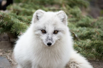 Download Wallpapers 2560x1600 Arctic Fox, Polar Fox, Predator ...