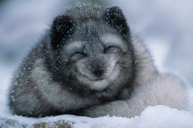 Arctic Fox Wallpapers 27