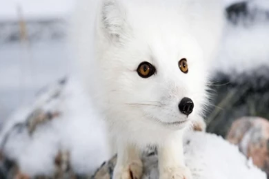 Desktop arctic fox pictures and facts download.jpg