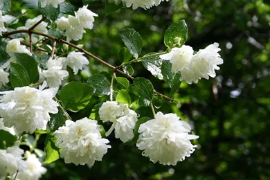 Jasmine flowers HD wallpapers.jpg