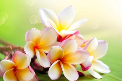 Jasmine Flower Wallpapers   Wallpapers Cave