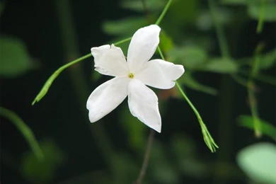 Jasmine Flower Wallpapers   Wallpapers HD Wide