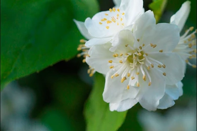 Jasmine flower wallpaper hd.jpg