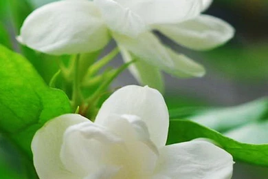 Jasmine Flower Macro iPhone 6 Wallpapers Download