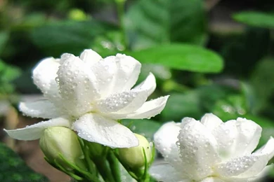 Jasmine Flower Wallpapers