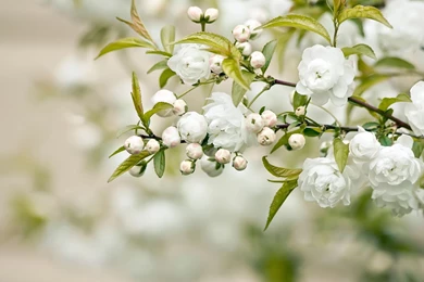 Jasmine Flower Wallpapers