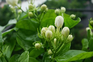 Jasmine Flower Wallpapers