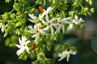 Beautiful Jasmine Flower HD Wallappers