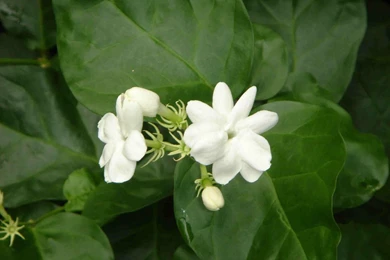 Images Of Jasmine Flower   HD Wallpapers Lovely