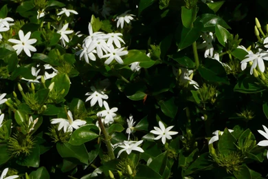 MLeWallpapers.com   Jasmine Flowers