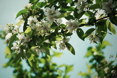 Beautiful Jasmine Flower HD Wallappers