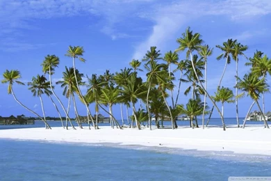 Palm Trees On Island, Maldives, Indian Ocean HD Desktop Wallpapers ...