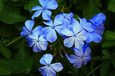 Jasmine Flower Wallpapers   Crazy Frankenstein